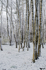 Image showing Autumn park after a snow storm