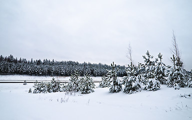 Image showing Winter landscape in the forest snowbound