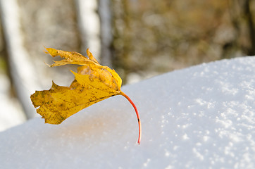 Image showing Yellow maple leaf on snow, close-up 