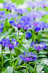 Image showing Beautiful cornflowers in the meadow, close-up