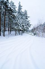 Image showing Winter landscape in the forest snowbound