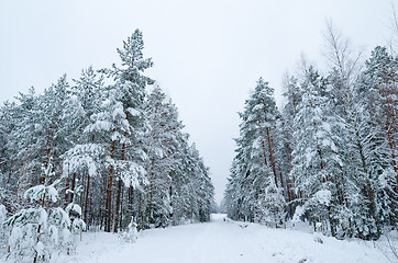 Image showing Winter landscape in the forest snowbound