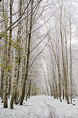 Image showing Alley in the Park later in the autumn. First snow 