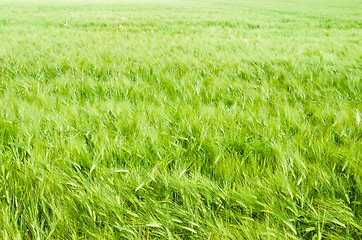 Image showing young wheat on farm land 