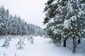Image showing Winter landscape in the forest snowbound