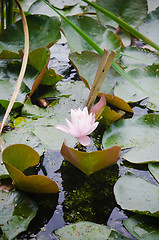 Image showing Water lilies flower in the pond  