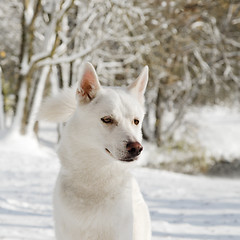 Image showing Portrait of an husky dog in Winter, Close-up 