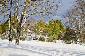 Image showing Autumn park after a snow storm