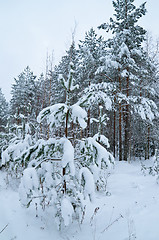 Image showing Winter landscape in the forest snowbound