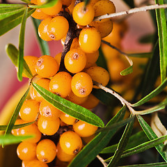 Image showing Buckthorn branch with berries, close-up