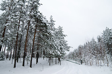 Image showing Winter landscape in the forest snowbound