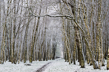 Image showing Alley in the Park later in the autumn. First snow 