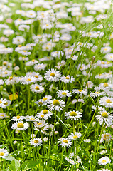 Image showing Glade beautiful little daisy, close-up