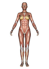 Image showing Female Anatomy Figure