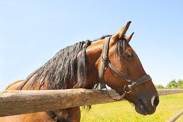 Image showing Horse