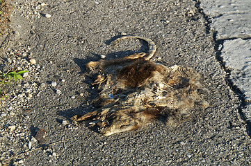 Image showing dead opossum side of road