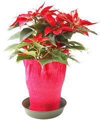 Image showing Poinsettia