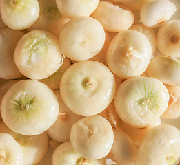 Image showing Onions