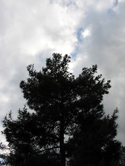 Image showing Cloudy tree. Cyprus