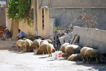 Image showing Sheeps on the street of Kairouan