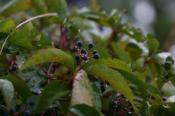 Image showing Berries