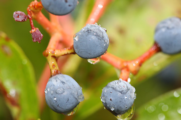 Image showing Berries