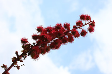 Image showing Spiny fruits