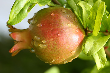 Image showing Pomegranate