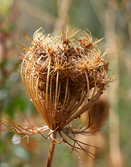 Image showing Spiny fruits