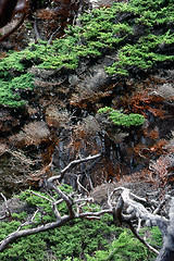 Image showing Point Lobos, California