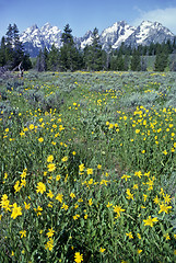 Image showing Grand Teton