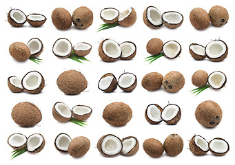 Image showing Coconuts