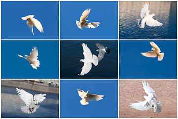 Image showing White pigeons