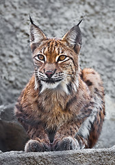 Image showing Lynx