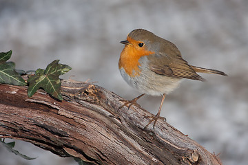 Image showing European Robin on branch