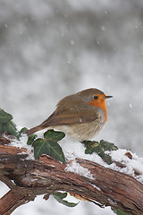 Image showing Robin in snow
