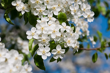 Image showing Apple flowers