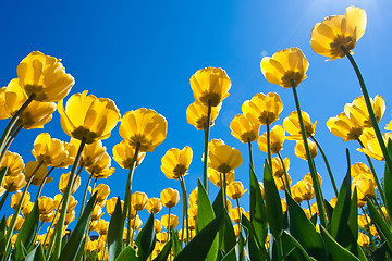 Image showing Tulip flowers