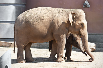 Image showing Elephant