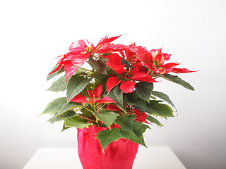 Image showing Poinsettia