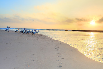 Image showing Pelicans watch the sunrise