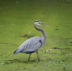 Image showing Blue Heron