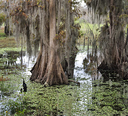 Image showing Florida Wetlands