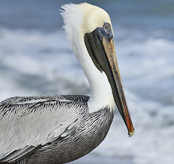 Image showing Brown Pelican