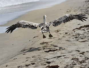 Image showing Brown Pelican