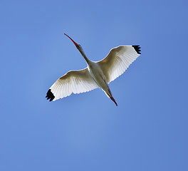 Image showing White Ibis In Flight