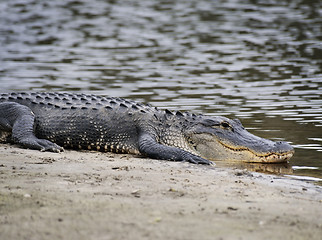 Image showing  American Alligator