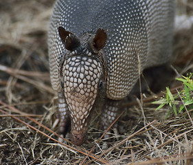 Image showing Armadillo