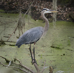 Image showing Blue Heron 