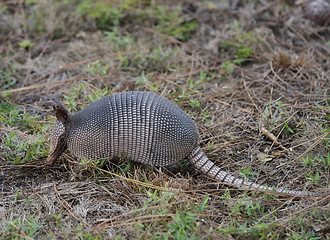 Image showing Armadillo